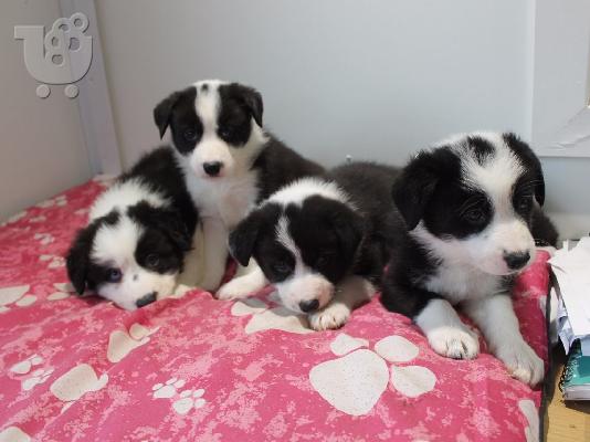 PoulaTo: Κουτάβια Border Collie